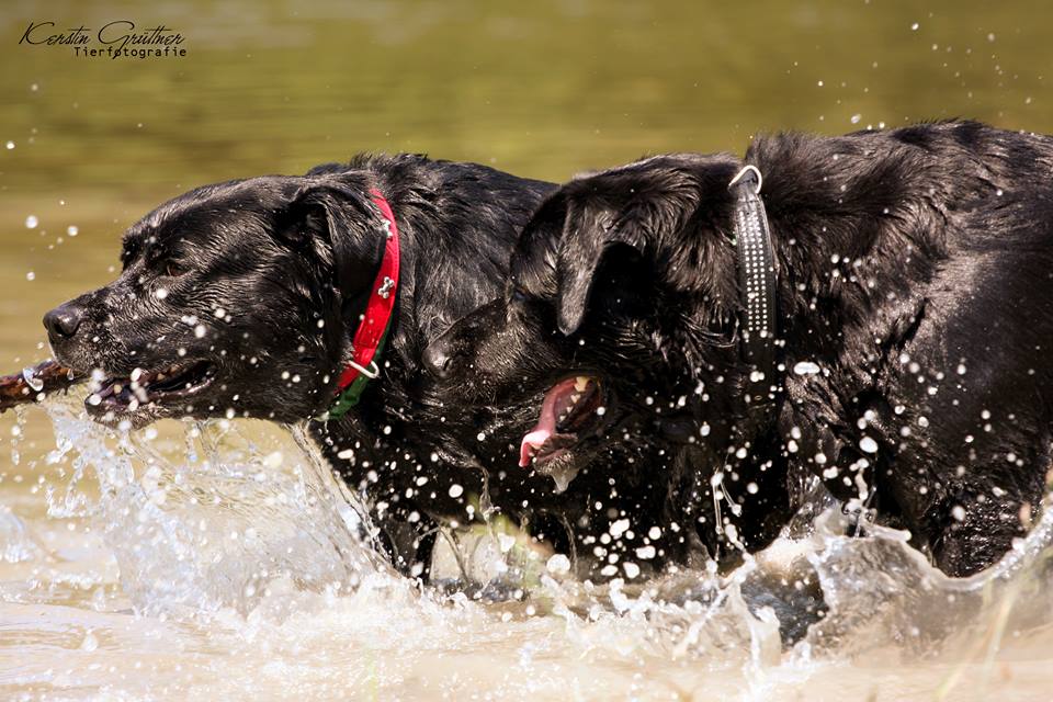 Hunde im Wasser 