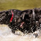 Hunde im Wasser 