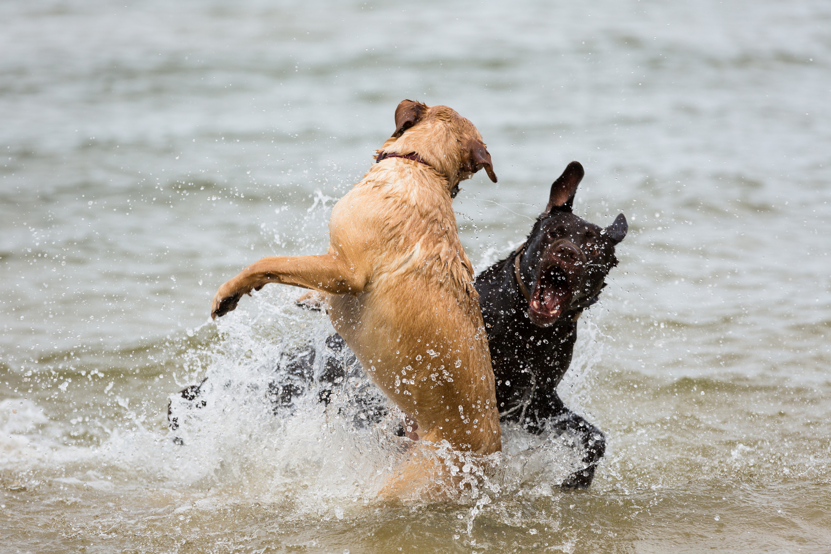 Hunde im Wasser