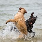 Hunde im Wasser