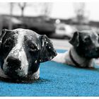 Hunde im Wasser - Moderne Skulptur