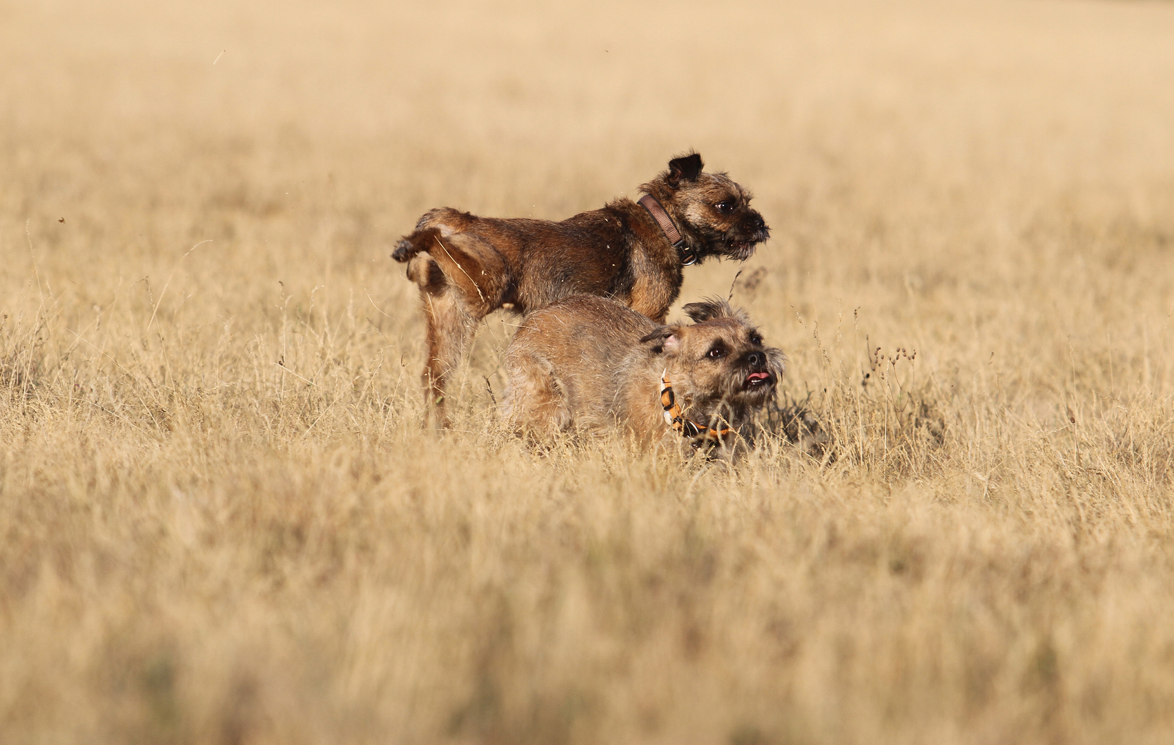 Hunde in Action 