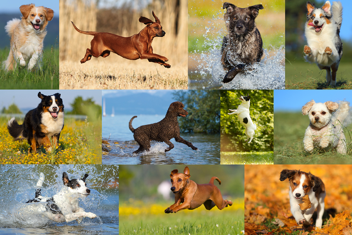 Hunde in Bewegung Foto & Bild tiere, haustiere, hunde Bilder auf