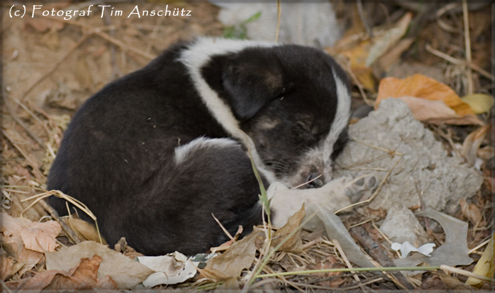 Hunde in Bukarest