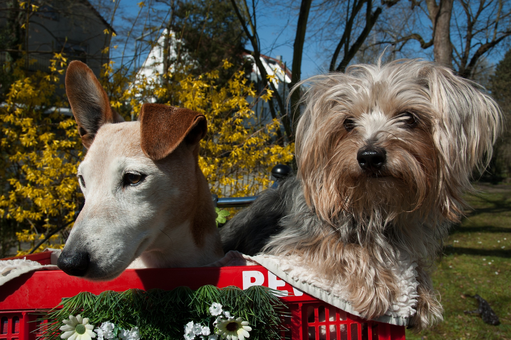 Hunde in der Natur