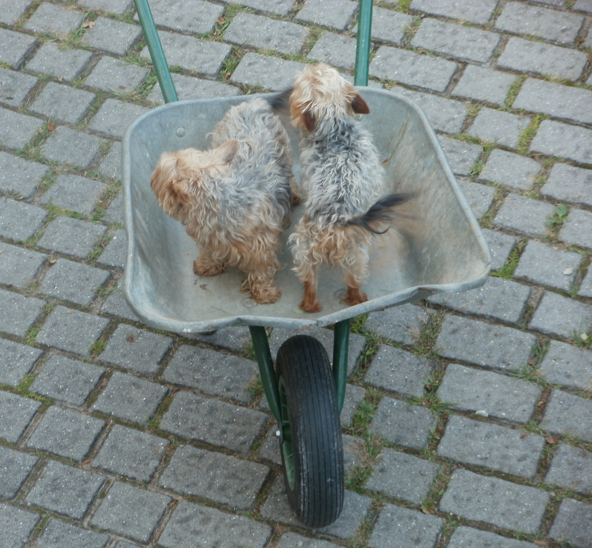 Hunde in der Schubkarre