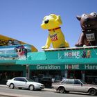Hunde in Geraldton, Western Australia