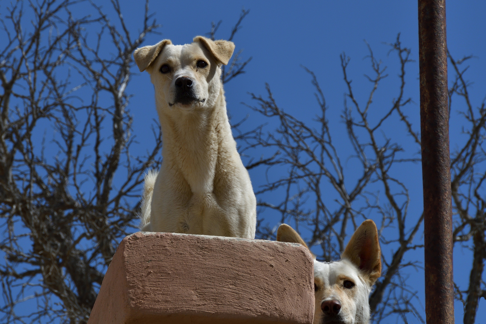 Hunde in Namibia