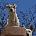 Hunde in Namibia