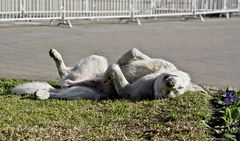 Hunde in Santiago ....