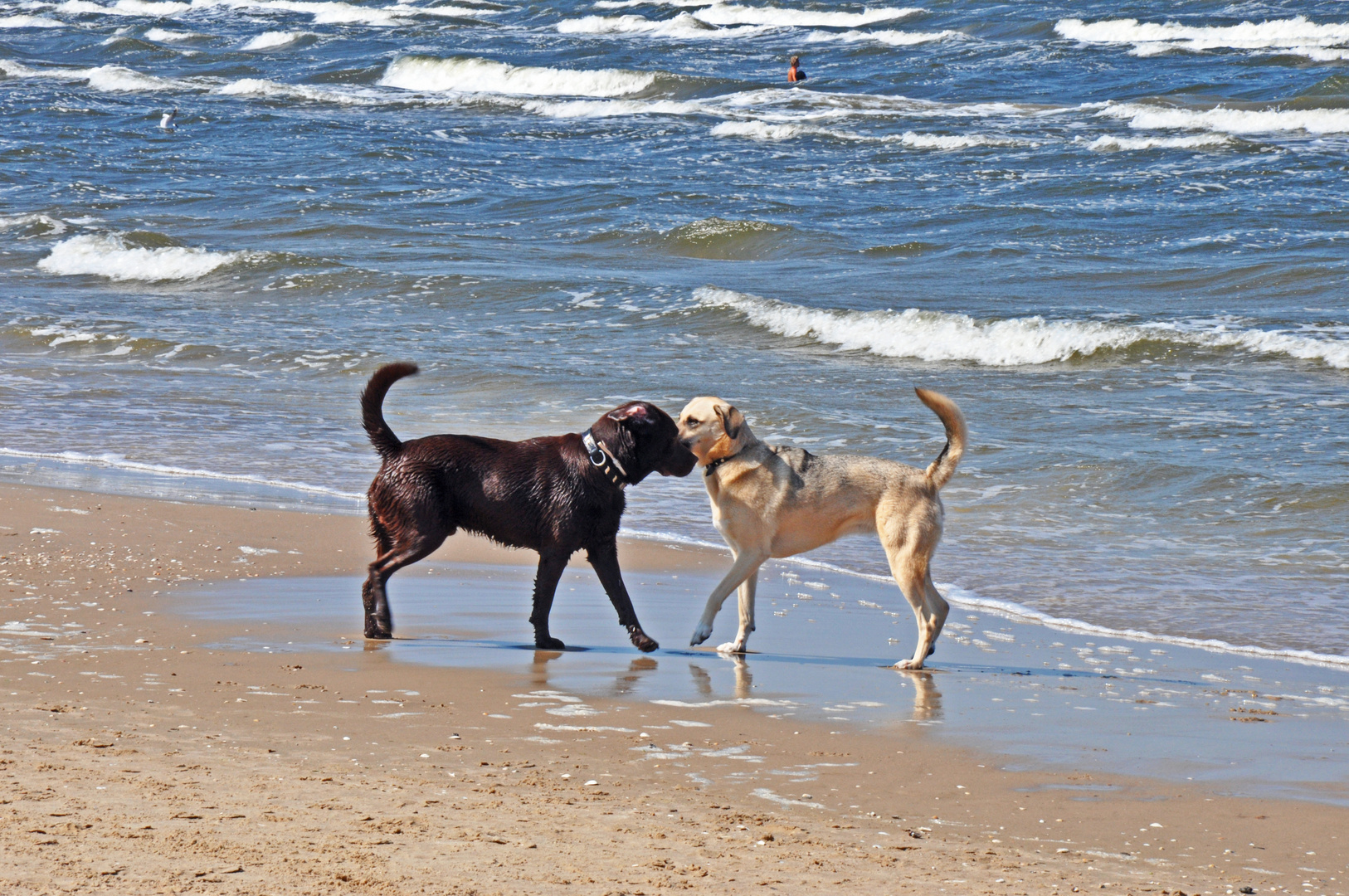 Hunde in Swinemünde