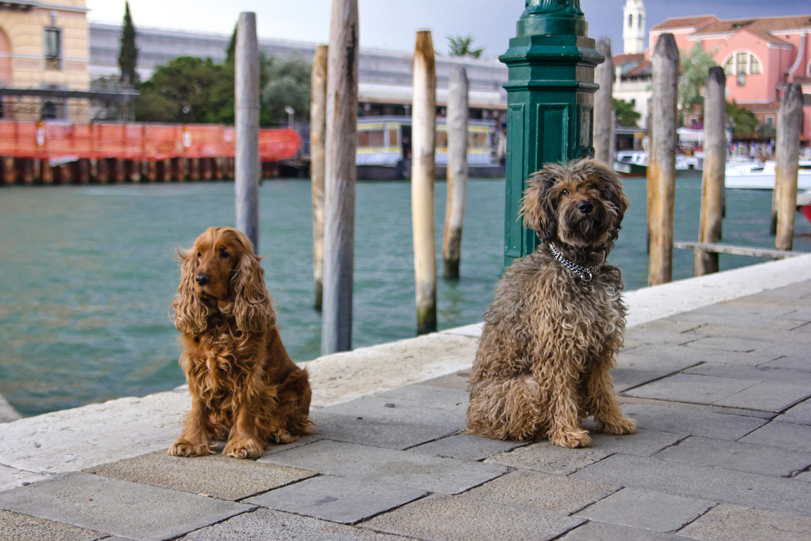 Hunde in Venedig