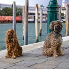 Hunde in Venedig