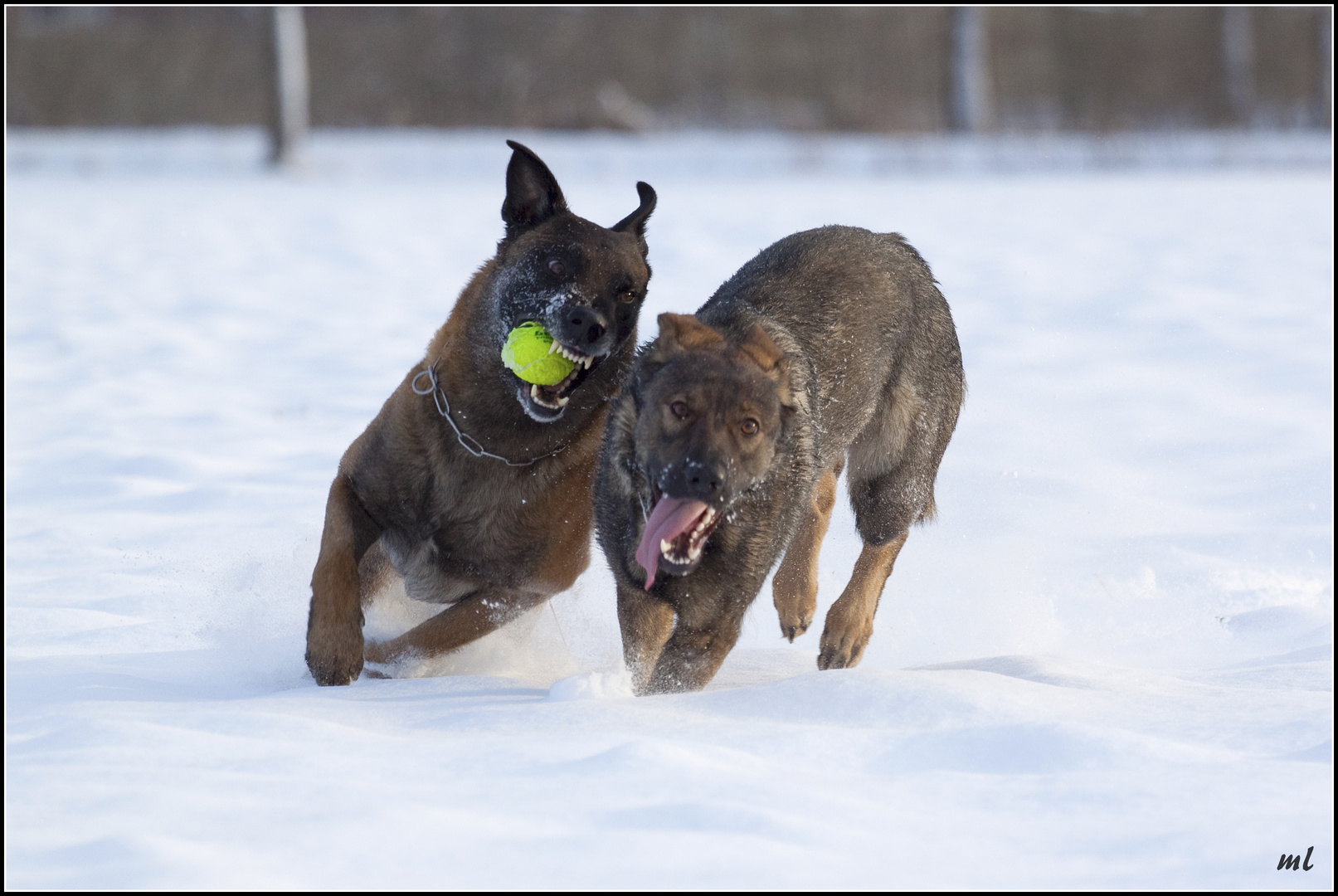 Hunde jagen durch den Schnee