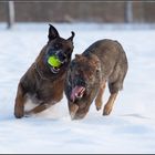 Hunde jagen durch den Schnee