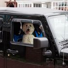 Hunde-Jeep