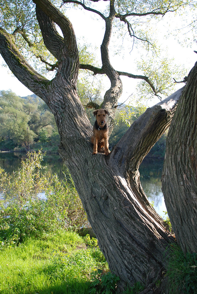 Hunde klettern nicht auf Bäume