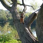 Hunde klettern nicht auf Bäume