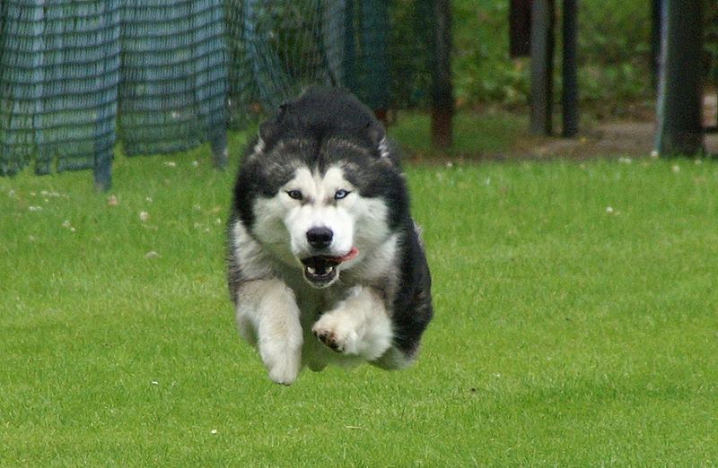 Hunde können doch fliegen!