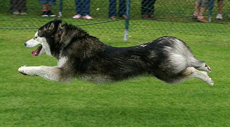 Hunde können doch fliegen! (2)