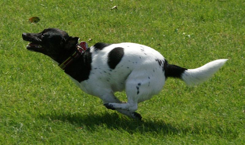 Hunde können doch fliegen! (4)