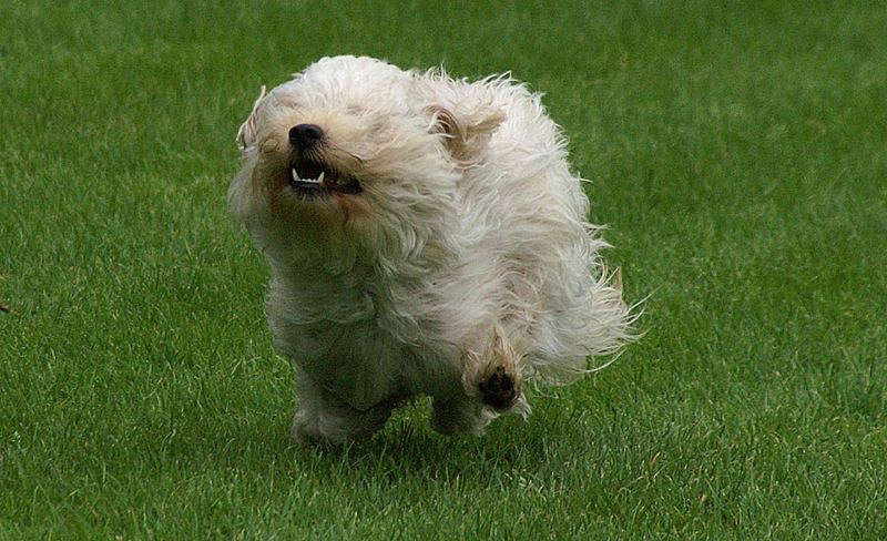 Hunde können doch fliegen! (5)