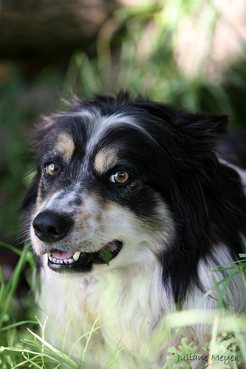 Hunde können grinsen