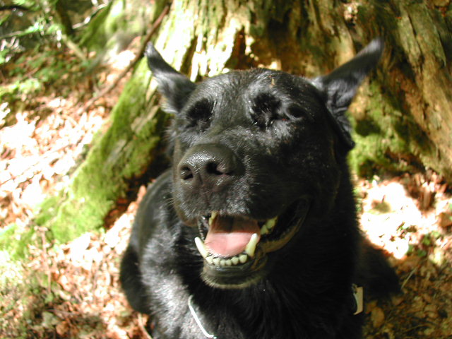 Hunde können lachen - und wie!