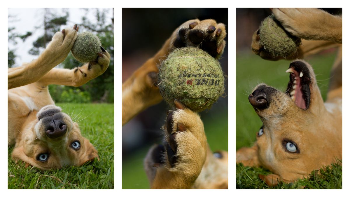 Hunde können nicht jonglieren?