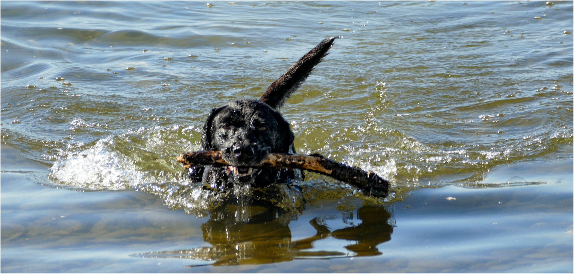 HUNDE LEIDENSCHAFT