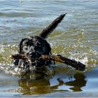 HUNDE LEIDENSCHAFT