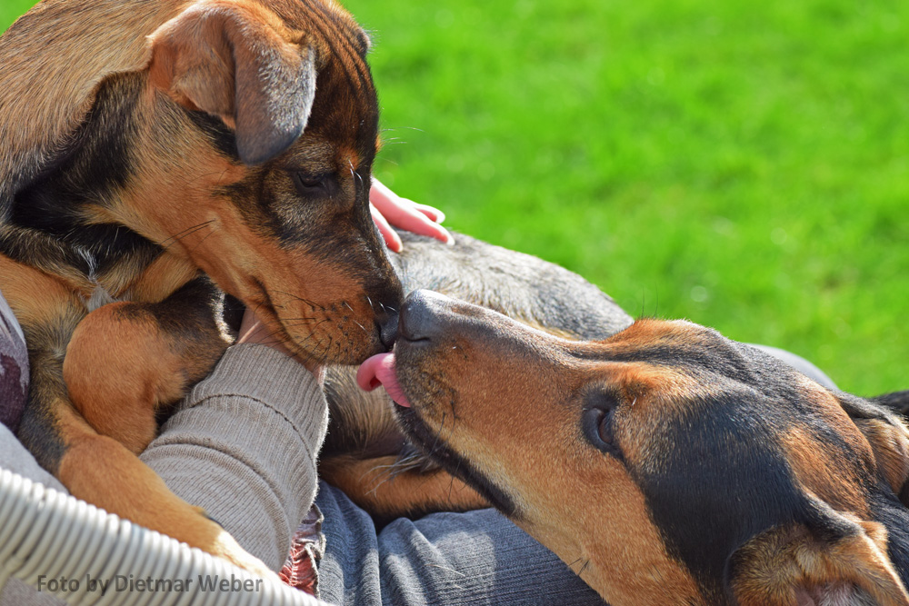 Hunde Liebe