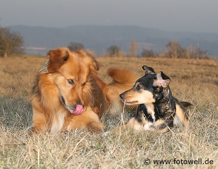 Hunde Liebe