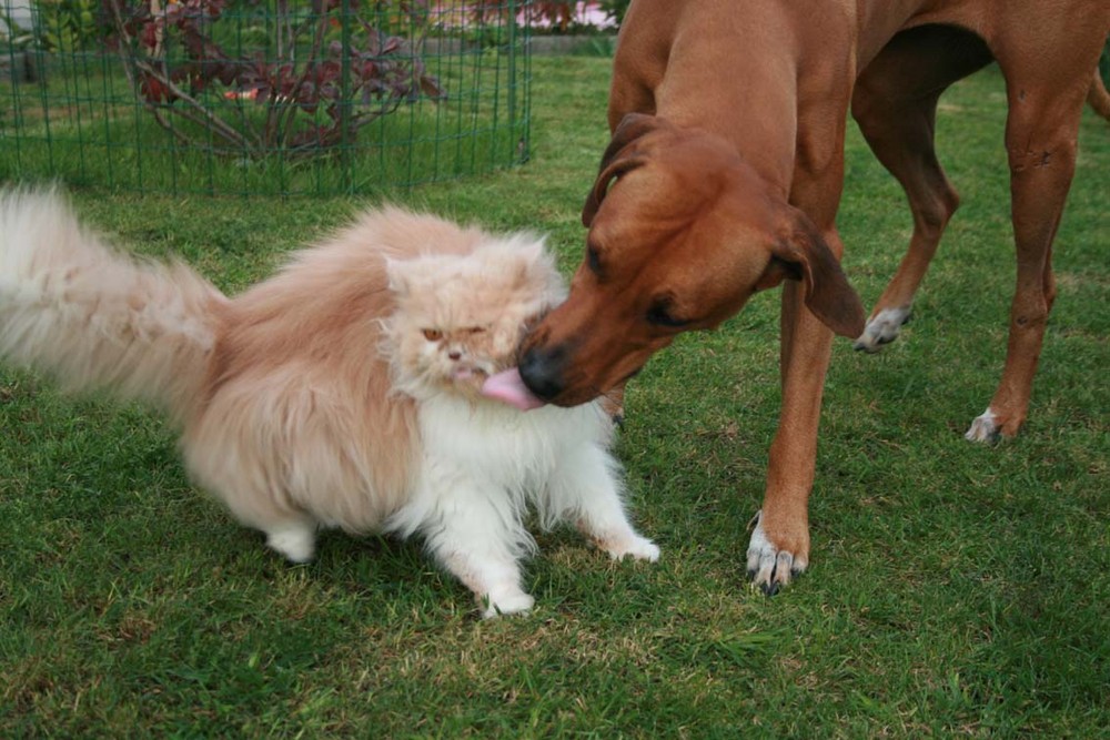 Hunde lieben DOCH Katzen