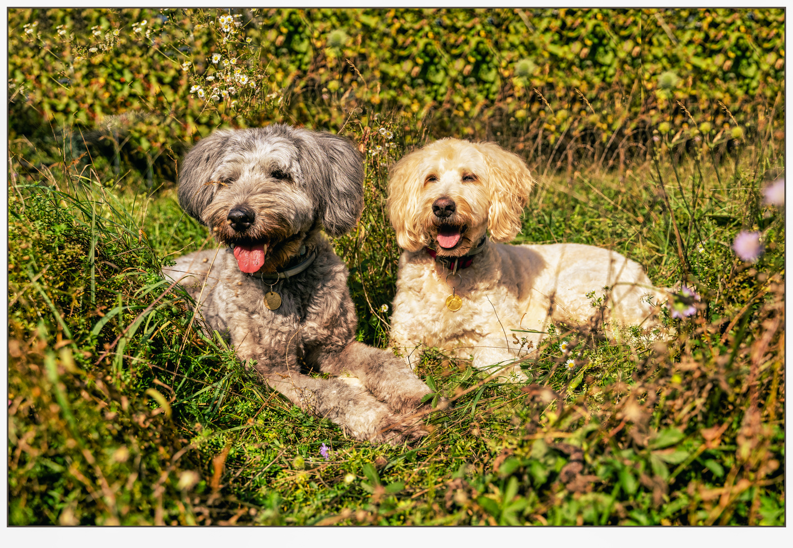 Hunde liegen nicht faul rum, sie verschönern den Raum