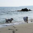 Hunde & Meer