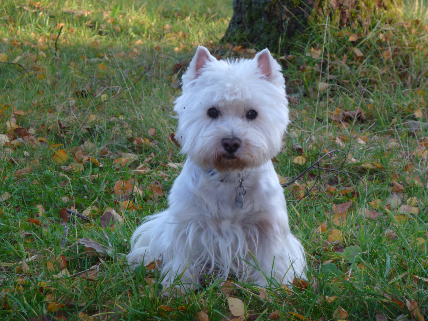 Hunde , mein Westie