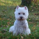 Hunde , mein Westie