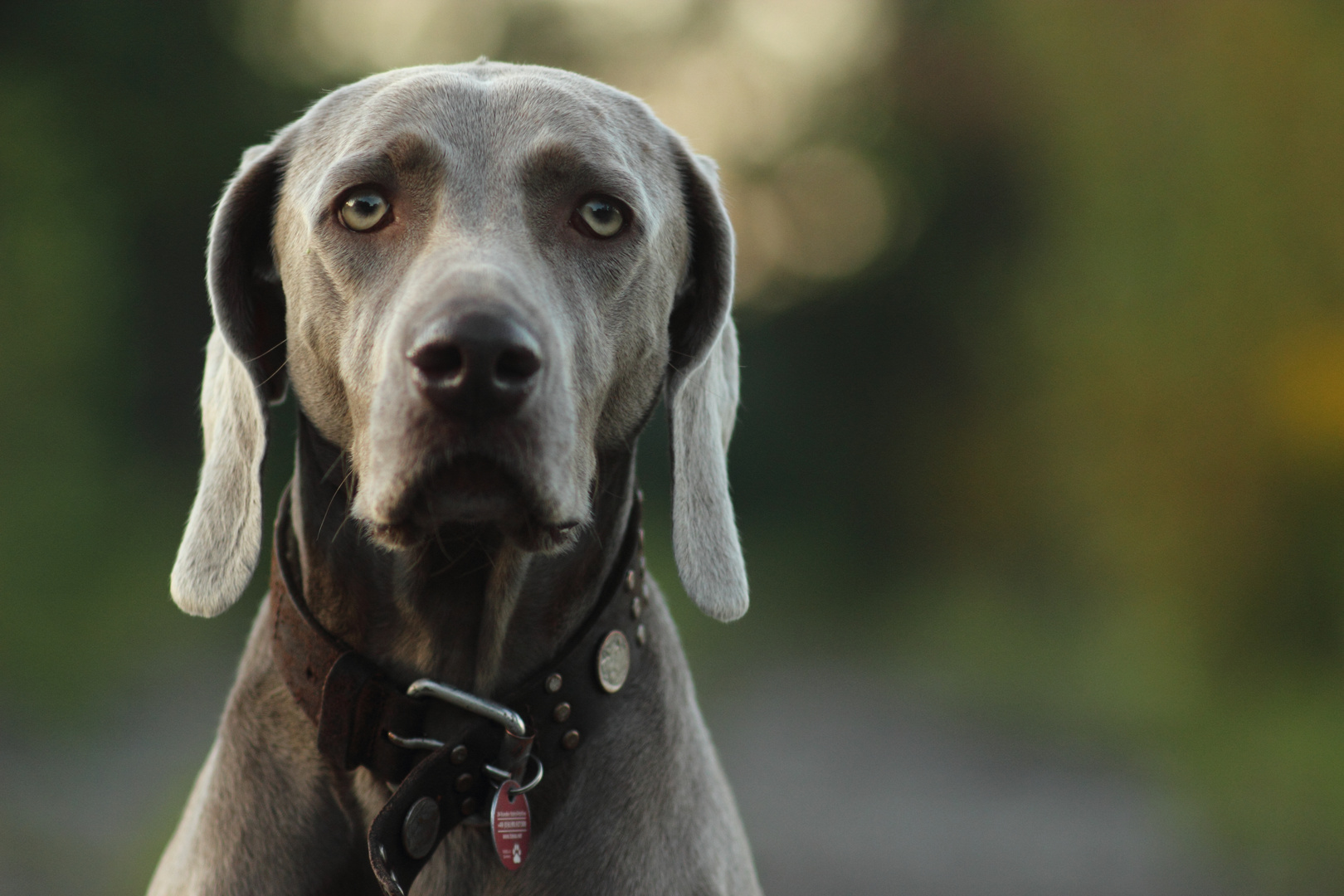 Hunde-Melancholie