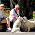 Hunde mit Frauchen