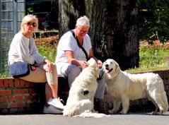 Hunde mit Frauchen