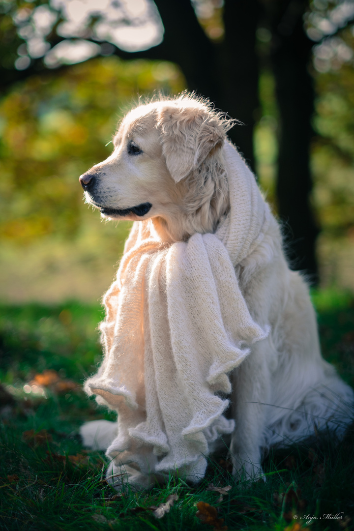 HundeModel Foto & Bild tiere, haustiere, hunde Bilder auf