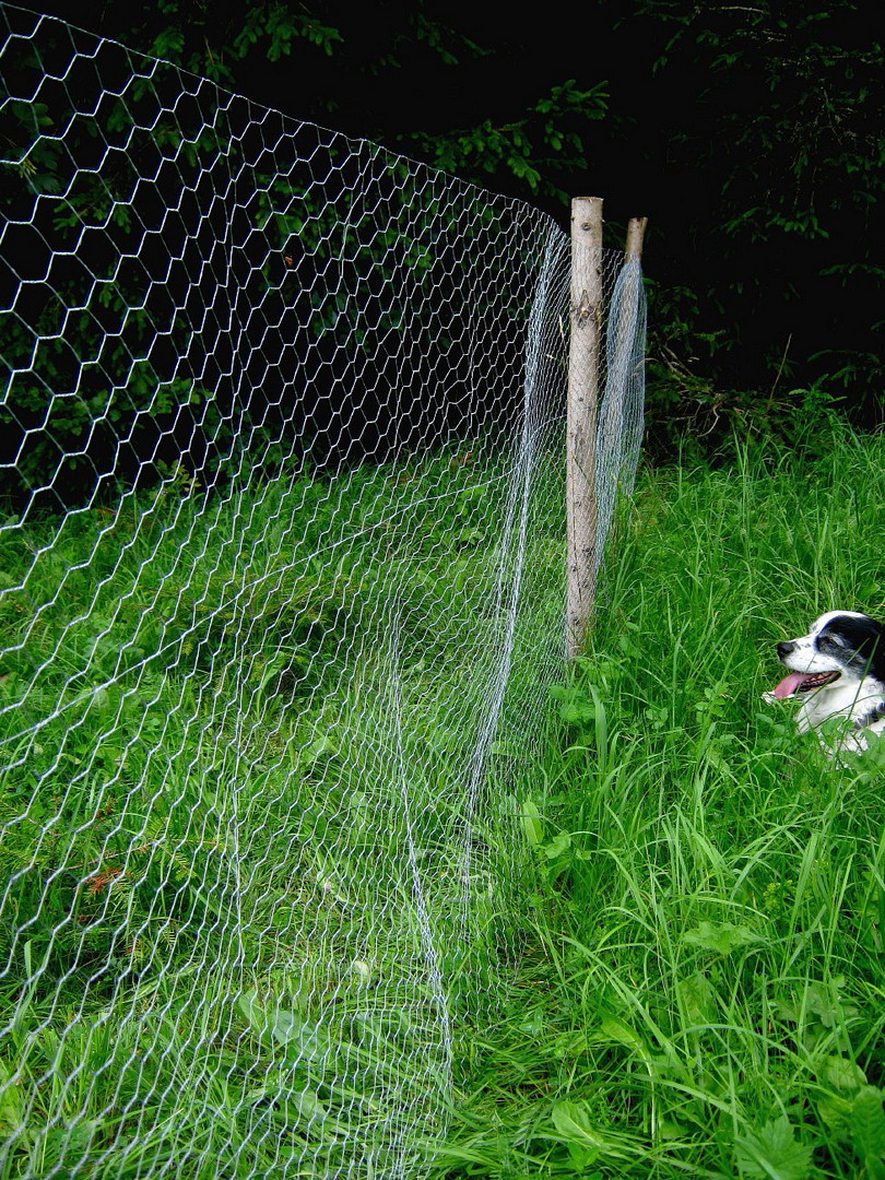 Hunde müssen draußen bleiben!!