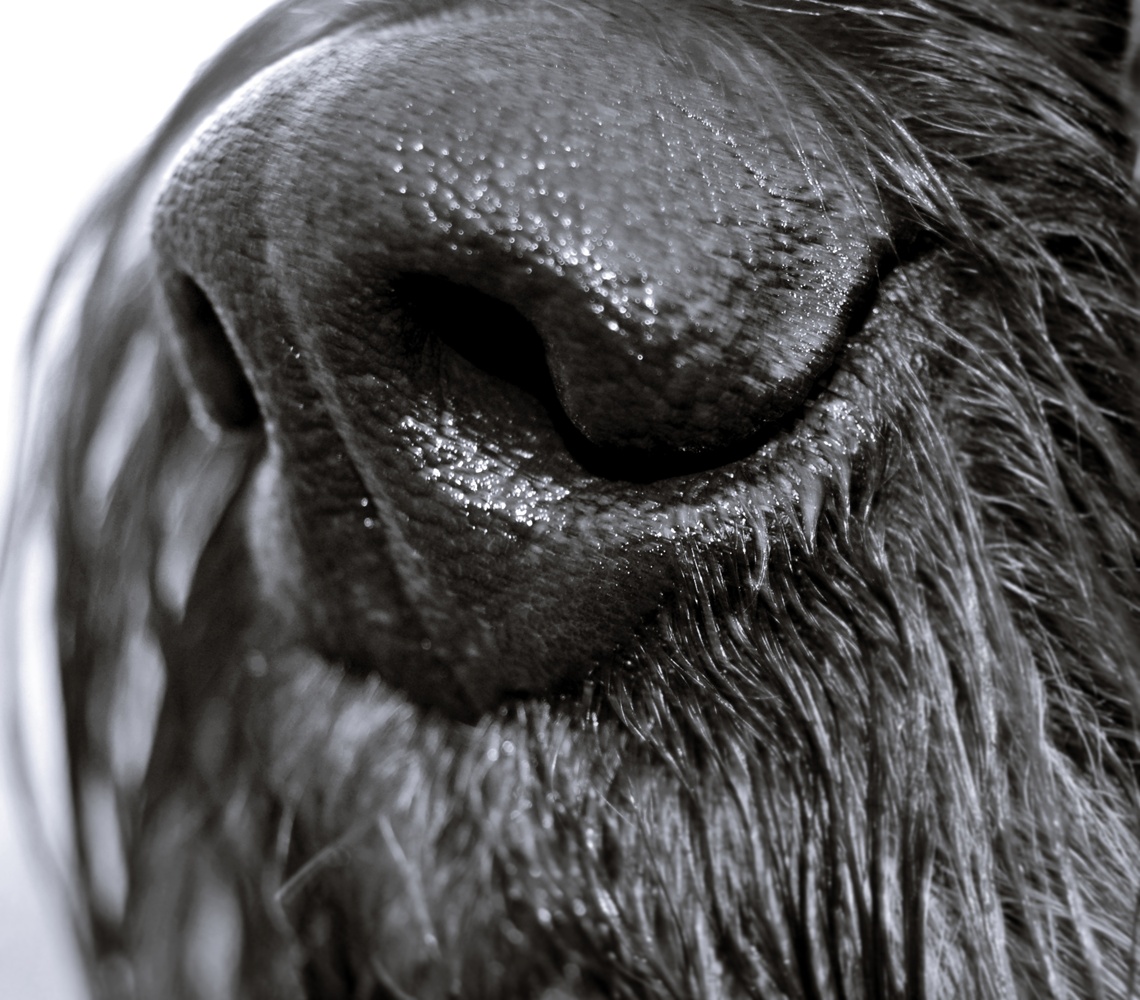 HundeNase Foto & Bild tiere, haustiere, hunde Bilder auf