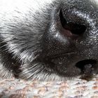 Hunde-Nase aus Sicht des Leckerlis