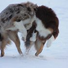 Hunde ohne Köpfe