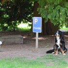 Hunde-Parkplatz