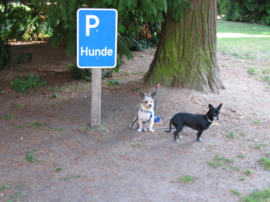 Hunde Parkplatz