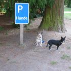 Hunde Parkplatz