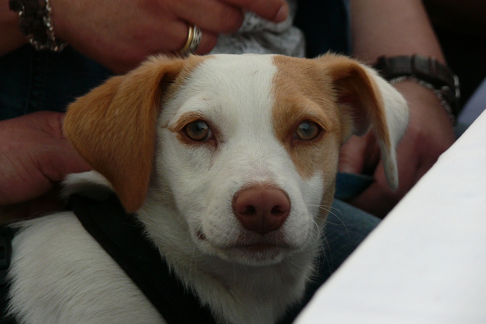 Hunde-Passfoto